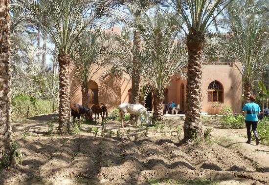 ProTours Destination Cairo Nile Valley Experience Al Sorat Farm