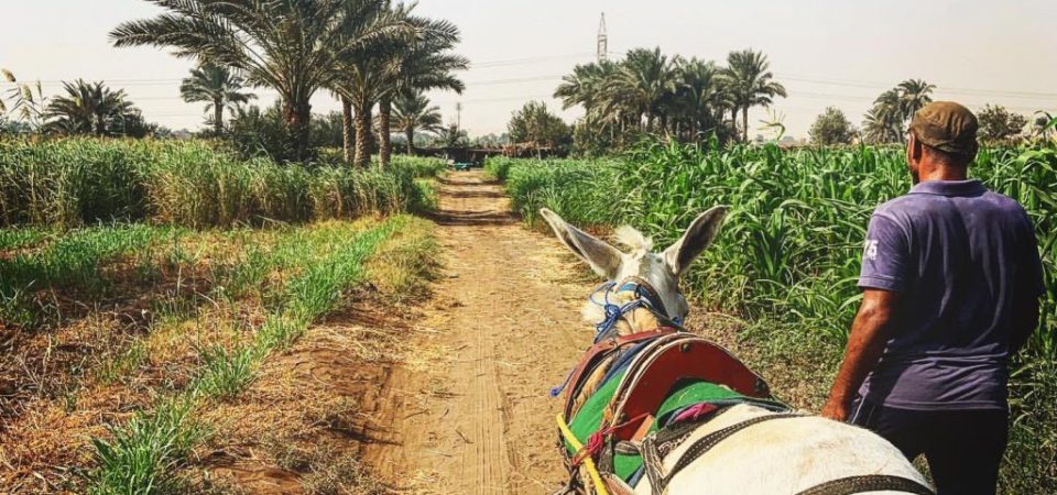 ProTours Destination Cairo Nile Valley Experience Al Sorat Farm